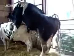 Cows mating with every other